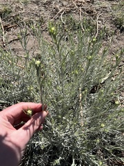 Senecio filaginoides