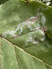 Phyllocnistis magnoliella