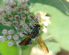Tachytes guatemalensis