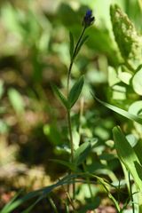 Veronica wormskjoldii