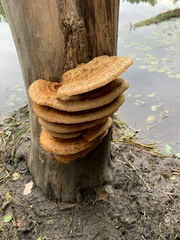 Pycnoporellus fulgens