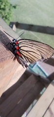 Atlides polybe
