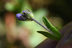 Veronica wormskjoldii