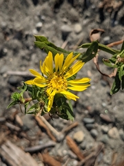 Grindelia integrifolia