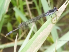 Pseudagrion hamoni