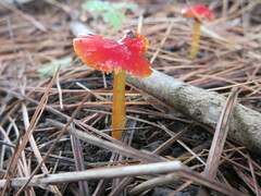 Hygrocybe cuspidata