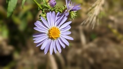 Symphyotrichum anomalum