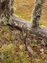 Valeriana microphylla