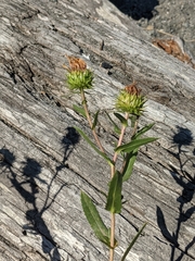 Grindelia integrifolia