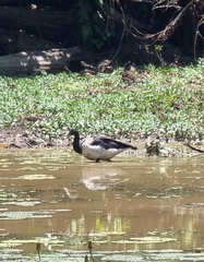 Anseranas semipalmata