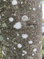 Lecanora thysanophora