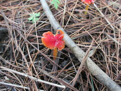 Hygrocybe cuspidata