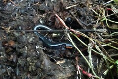 Plethodon jordani