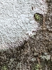 Lecanora thysanophora