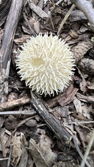 Lycoperdon curtisii