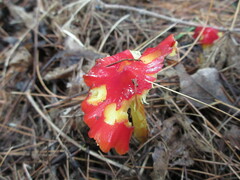 Hygrocybe cuspidata