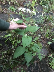 Ageratina