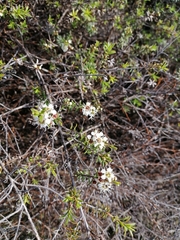 Kunzea tenuicaulis