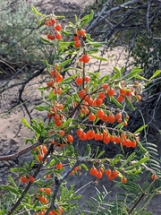 Lycium berlandieri
