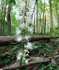 Actaea racemosa