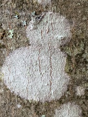 Lecanora thysanophora