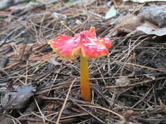 Hygrocybe cuspidata