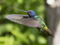 Chrysuronia oenone
