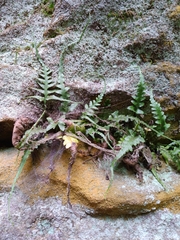 Asplenium pinnatifidum