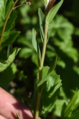 Castilleja parviflora