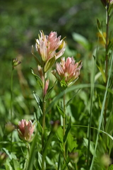 Castilleja parviflora