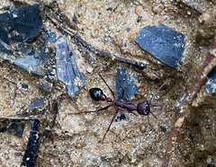 Myrmecia forficata