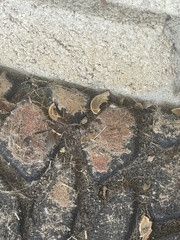 Leptoglossus zonatus