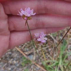 Armeria langei