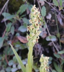 Platanthera hyperborea