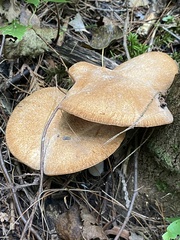 Polyporus radicatus
