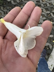 Tabernaemontana litoralis
