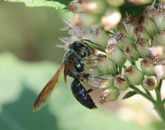Tachytes guatemalensis