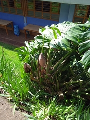 Monstera deliciosa