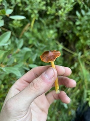 Hygrocybe singeri