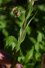 Castilleja parviflora