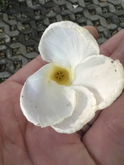 Tabernaemontana litoralis