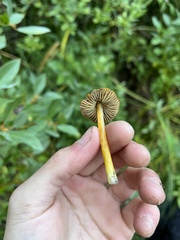 Hygrocybe singeri