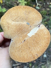 Polyporus radicatus