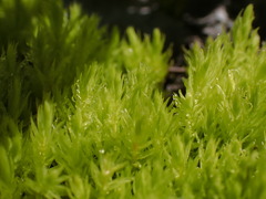 Aulacomnium palustre