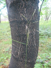 Achnatherum pekinense