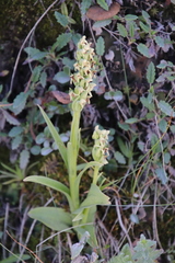 Platanthera hyperborea