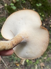 Polyporus radicatus