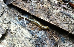 Eurycea longicauda