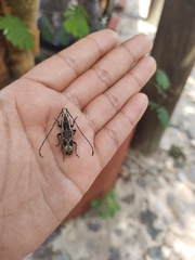 Anthribinae