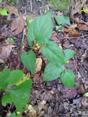 Endodeca serpentaria